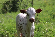 SITTIN PIASUE 2019 BULL CALF