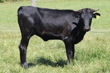 XC HEIDI X JH RURAL SAFARI SON 2023 HEIFER