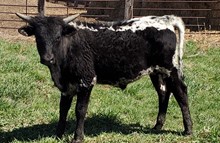 LL TARA STEER