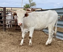 Honor To Win x Red Caliber 2021 heifer