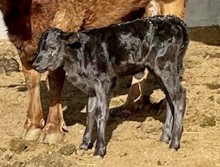 Committed x RR Red Clover 2023 heifer