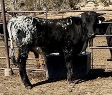 JH Rural Safari Son x Epoxy 2022 bull