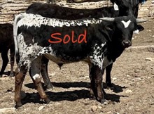 JH Rurally Screwed x Fifth Harmony 2022 bull