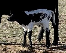 JH Rurally Screwed x Shamrock Little Black 2023 hf
