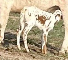 JH Rurally Screwed  x TCC Sparkling Star 2023 hef