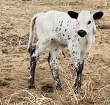 Committed x Clear Message 2023 heifer