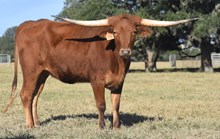 RJF LADY OF THE HOUSE 350