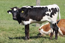 DW BIG DANCE X RURAL SAFARI SON 2023 HEIFER