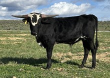 Diamond Dust 25 bull