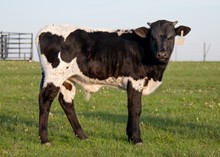 DCT - JH LIGHTNING IN BOTTLE x RHF RIO QUEEN W946