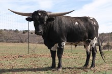 BR Black Magic XL