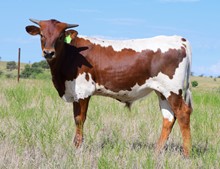 DCT -JH LIGHTNING N BOTTLE x RIVERFORK BLK DIAMOND