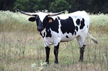 Brazos Safari 124/23