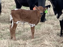 DCT - JH RURAL SAFARI SON x CR ARCHER STAR (H)