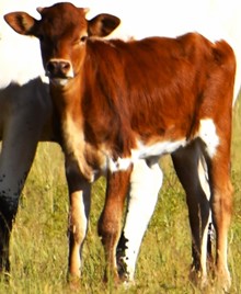 COUNTRY CONTESSA LV