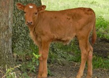 CWR RIO WHISKY X CB LITTLE SURE SHOT HEIFER CALF