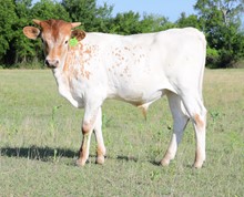 DCT - JH RURAL SAFARI SON x DH ROWDYS MELODY (B)