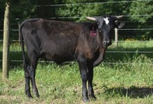 RJF BLACK KAT 242