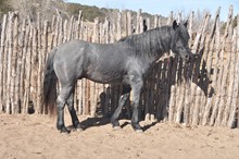 APACHE BLUE BRITCHES