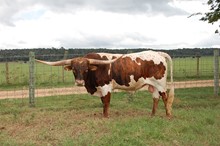 JTW BIG COUNTRY