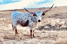 HEIFER CALF