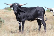 Rural Safari Son x Clear Promise 2022 heifer