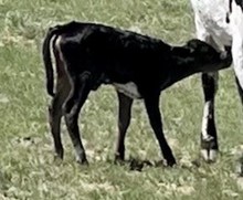 RR Tequila Sunrise x Naughty & Nice 2021 heifer