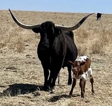 JH Rurally Screwed x RRR Miss Winnie 2022 bull