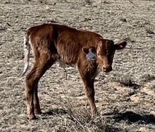 Honor To Win x Clearly A Lady 2021 heifer