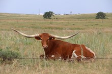 JH RURAL PATINA