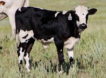 SW Easy Lovin x Shamrock Little Blackie 21 heifer