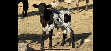 Fireman BCR 049 X Reneger bull calf