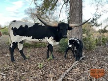 DH BRED TO SHINE