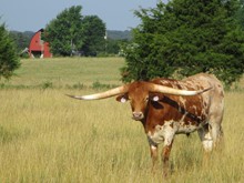 RURAL ROYALTY