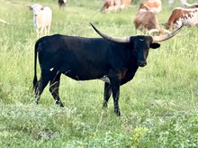 Lady Rex Rural Safari Son heifer