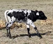 SW Easy Lovin x Near The Action 2021 heifer