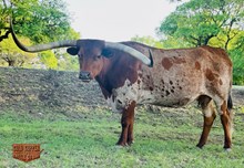 JH RURAL KODA