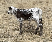 CLEAR MAN LV x Packrat 2022 heifer