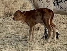 Committed x Super Sweet 2022 heifer