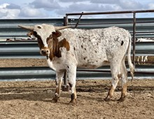 KCC Dragon Slayer x Blue Iron 2021 heifer