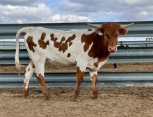 SW Easy Lovin x Grand Smile 2021 heifer