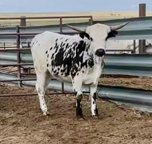 Clear Man LV x Packrat 2021 heifer