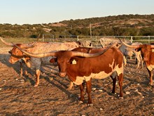 JH Rural Beauty
