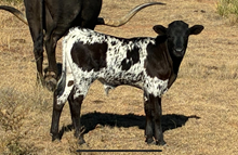 Fireman BCR 049 X Reneger bull calf