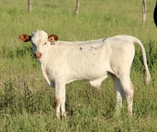 Mr. Happy x 232 TCC Ruby Rhinestone 2021 steer