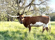 JH RURAL CREAM