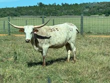 RURAL PRINCESS LV