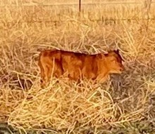 RHF Sharp Shooter x SHR Dorothy Jean 2022 heifer