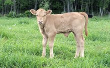Shamrock Rio Van Horne Bull Calf
