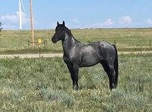 Shine Cougar DR